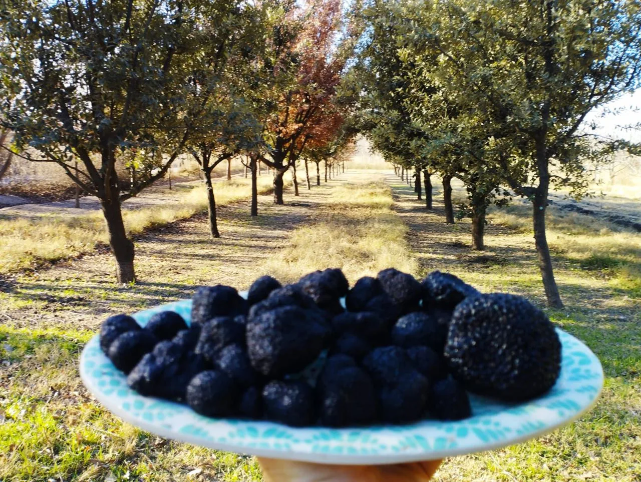 Un plato con trufas recogidas de una cosecha. Créditos: Humberto Castro