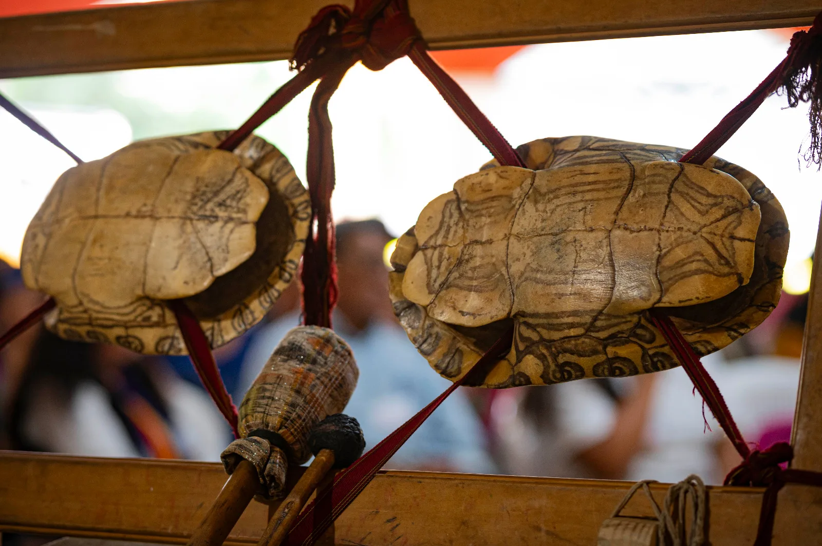 La Organización de Naciones Originarias se reunió en la cuna maya | Ornitorrinco El ayotl es un instrumento de percusión de origen mesoamericano hecho con un caparazón de tortuga, que se golpea con varillas de madera para producir un sonido seco y profundo. Se utilizaba en rituales ceremoniales y danzas, acompañado de cantos y tambores, como símbolo de conexión con la naturaleza y lo sagrado. Foto/Alan Ovalle