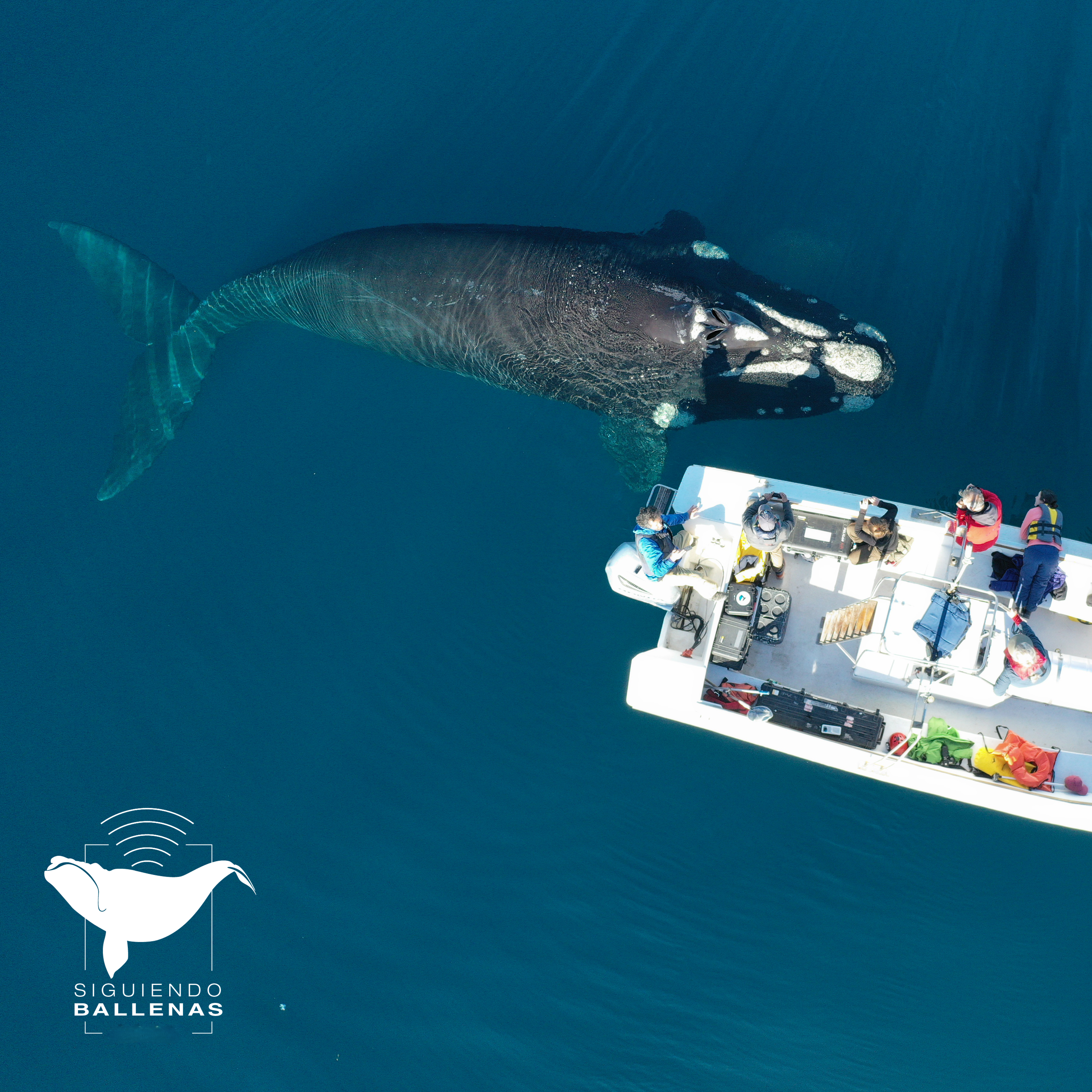 SiguiendoBallenas1 | Siguiendo ballenas: otro hito del Conicet | Ornitorrinco