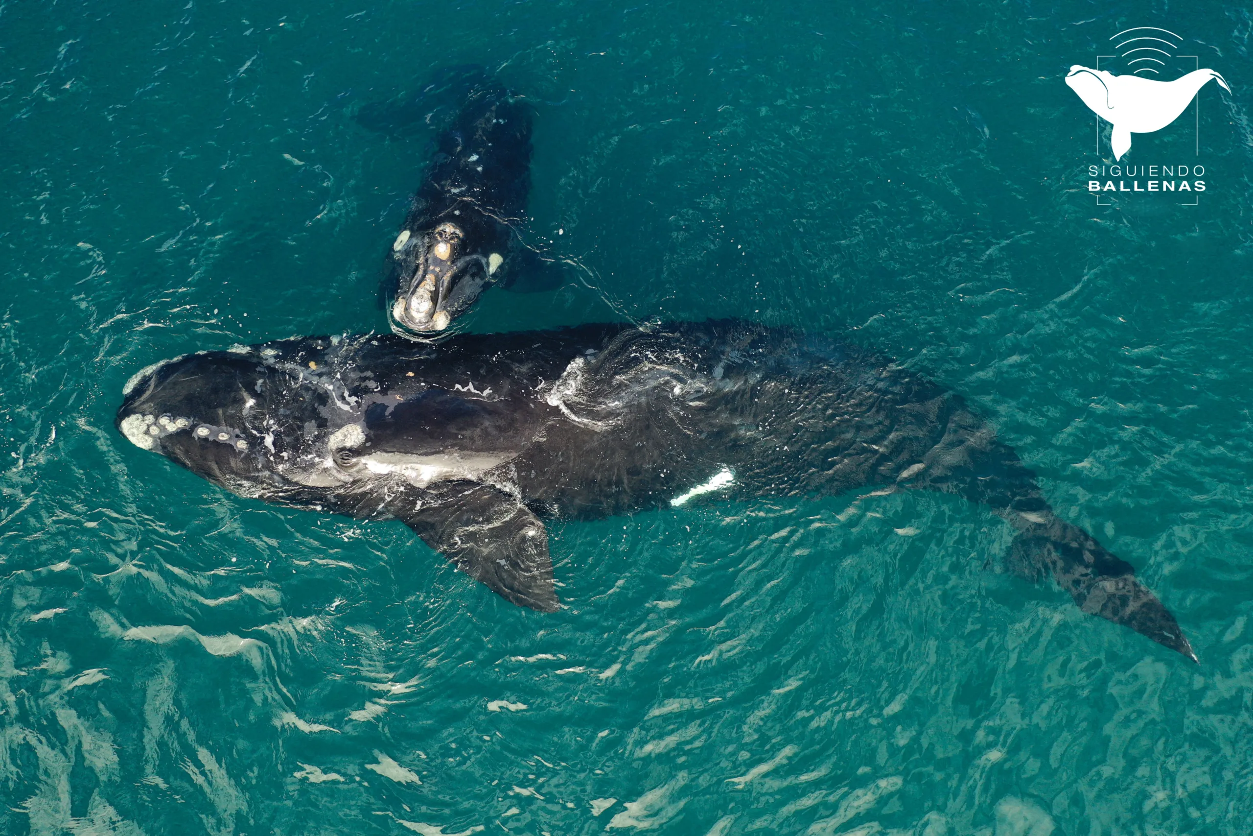 Siguiendo ballenas: otro hito del Conicet | Ornitorrinco Gentileza: Siguiendo ballenas