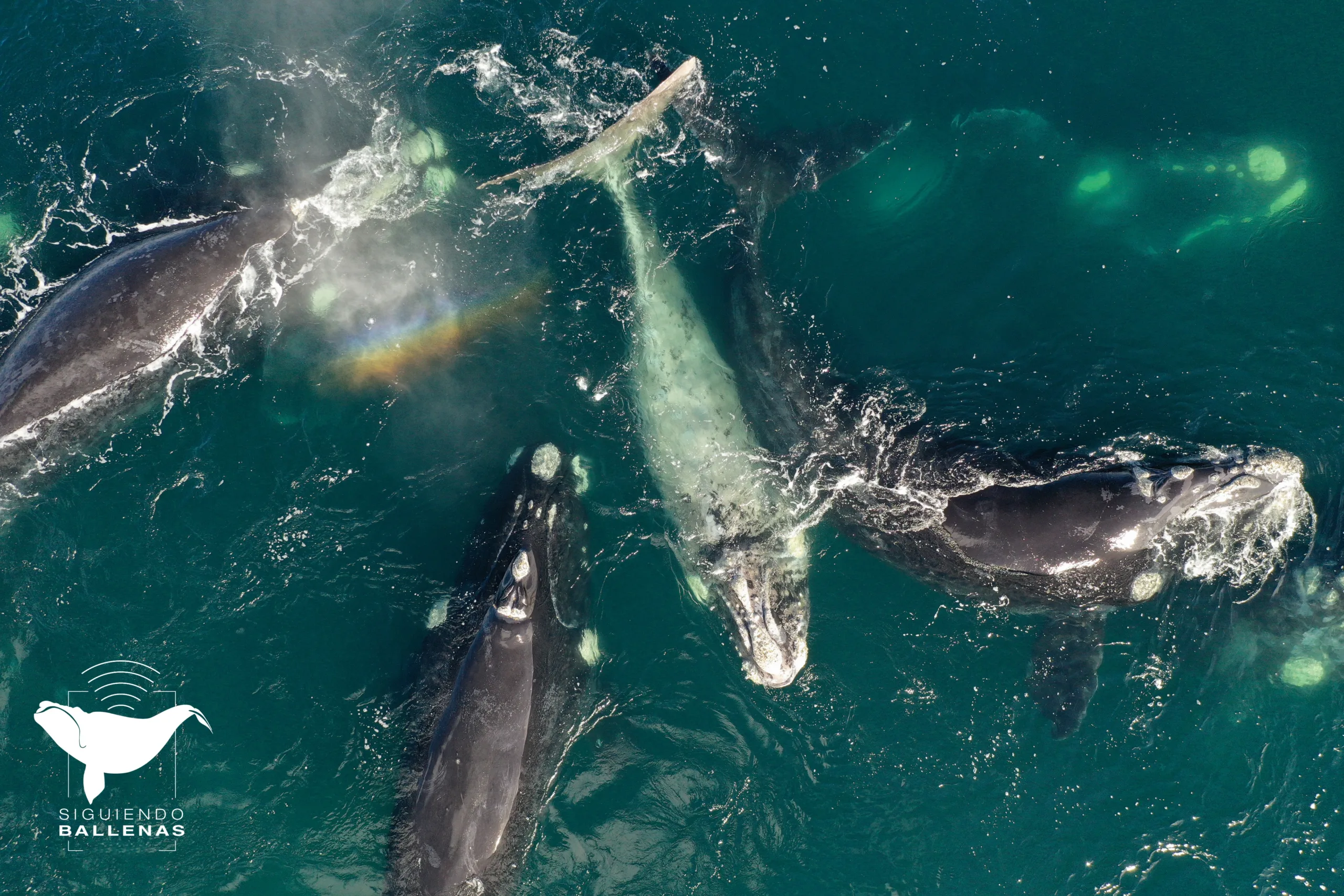 Siguiendo ballenas: otro hito del Conicet | Ornitorrinco Gentileza: Siguiendo ballenas