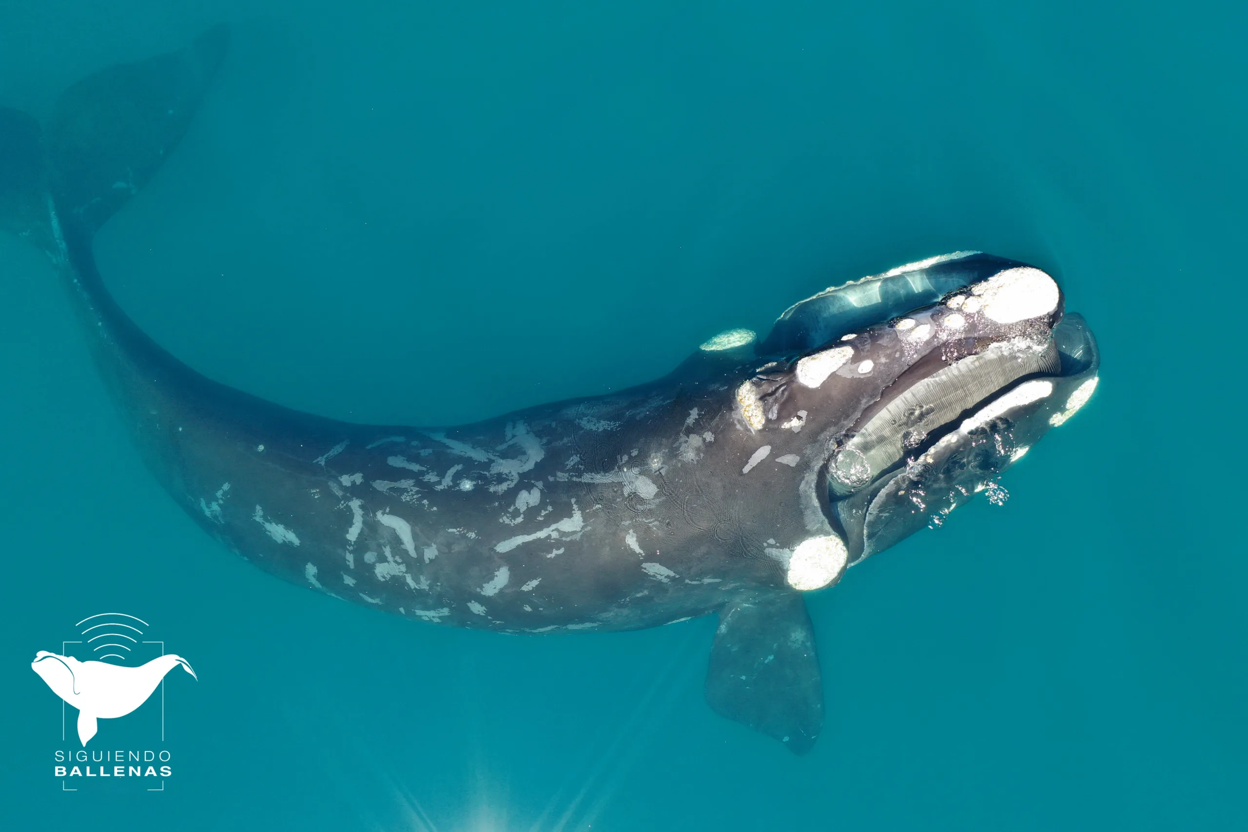 Siguiendo ballenas: otro hito del Conicet | Ornitorrinco Gentileza: Siguiendo ballenas