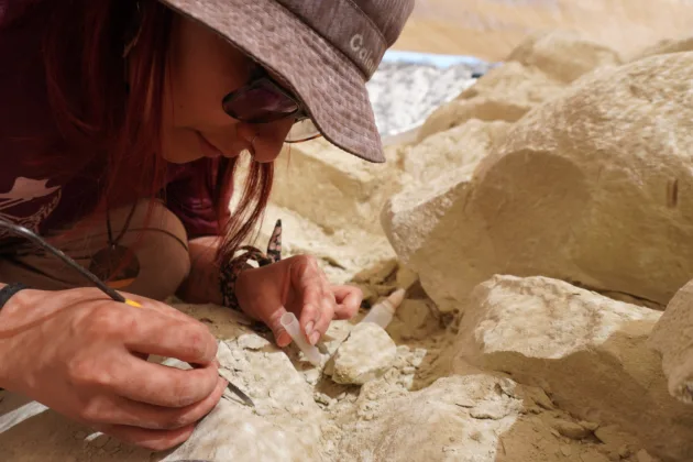 Del Stream al Laboratorio: El Largo Viaje de un Fósil