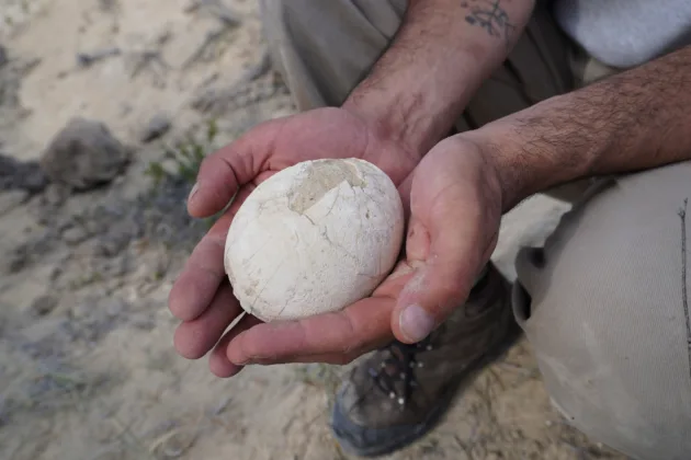 Del Stream al Laboratorio: El Largo Viaje de un Fósil