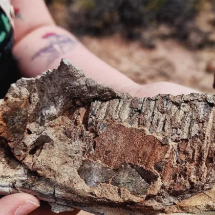 Del Stream al Laboratorio: El Largo Viaje de un Fósil